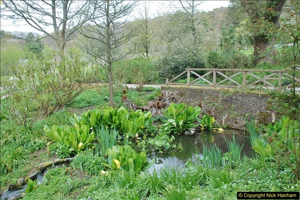 2018-04-22 RHS Rosemoor Gardens, Great Torrington, Devon.   (46)046